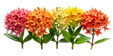 Vibrant ixora flowers in a row
