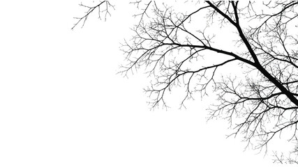 Fototapeta premium Minimalist Black and White Bare Tree Branch Silhouette Illustration 