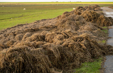 Large pile of manure fertilizer on rural farmland field