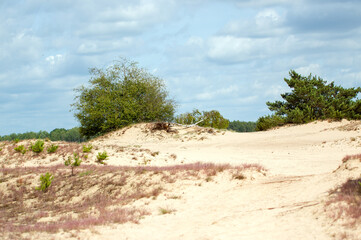 Krajobraz drzewa trawy rosnące na piaszczystych wydmach na tle pięknych chmur.	
