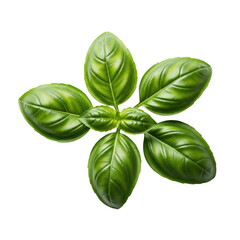 Obraz premium Macro close-up of six vibrant emerald green basil leaves with dewdrops and crisp texture, perfectly isolated on a transparent background, concept for food ingredient freshness