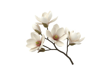 Beautiful white magnolia flowers on a branch