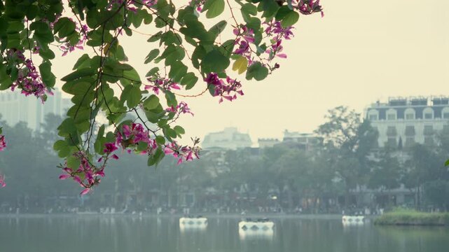 Pink bauhinia flowers hanging over Hoan Kiem Lake in Hanoi, Vietnam, peaceful urban nature scene with soft morning haze, calm water and city background, spring atmosphere, Asian city lifestyle and tra