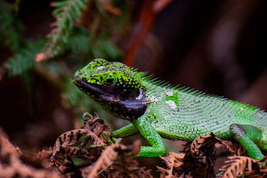 Captured in an amazing view, the Black-lipped Lizard highlights Sri Lanka&rsquo;s unique wildlife through its powerful stance and striking natural patterns.