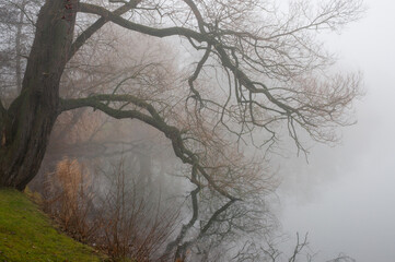 misty morning in the forest on the pond