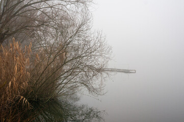 tree on the lake in the fog