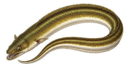 Detailed Scientific Illustration of a Common Freshwater Eel, Highlighting its Sleek, Elongated Body and Aquatic Habitat