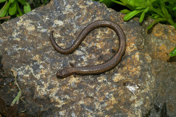 Fototapeta premium Closeup on the Blackbellied slender salamander, Batrachosesps nigriventris from California
