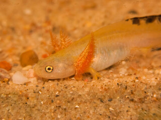 Closeup on a rare white albino Hokkaido salamander gilled larvae, Hynobius retardatus