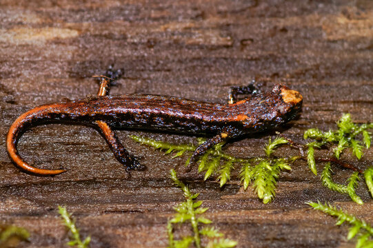 Closeup on a juvenile Wandering salamander, Aneides vagrant from the Avenue of the Giants, California