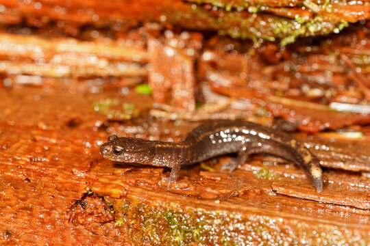 Closeup on a Western redback salamander, Plethodon vehiculum in North Oregon