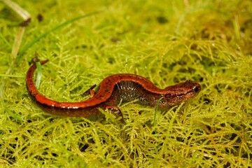 Obraz premium Closeup on a bright orange colored Western redback salamander, Plethodon vehiculum