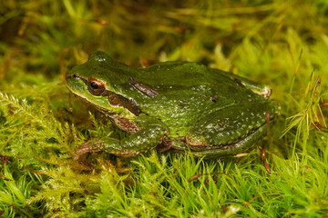 Fototapeta premium A vibrant green Pacific treefrog, Pseudacris regilla rests serenely on a bed of plush green moss, natural camouflage