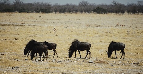 Small herd of blue wildebeests in the African savannah of Etosha National Park in Namibia. Connochaetes taurinus. 