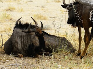 Photograph of a blue wildebeest lying on the dry ground of the African savannah in Etosha National Park in Namibia. Connochaetes taurinus. 