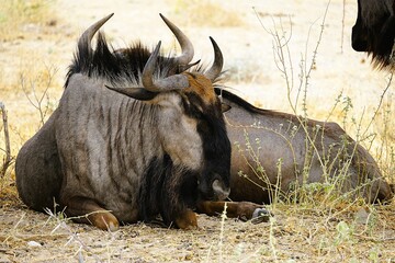 Photograph of a blue wildebeest lying on the dry ground of the African savannah in Etosha National Park in Namibia. Connochaetes taurinus. 