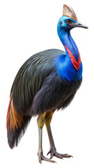 Vibrant cassowary standing tall