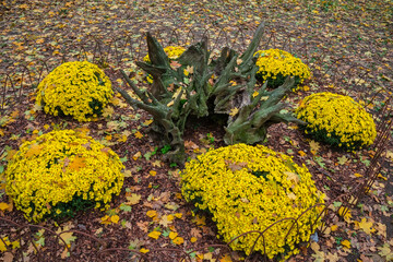 Yellow flowering chrysanthemum bushes and an old snag, fallen tree leaves - garden design