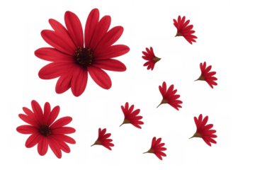 Red osteospermum flowers and petals falling against a transparent background creating a vibrant floral pattern
