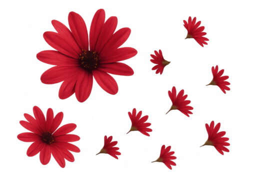 Red osteospermum flowers and petals falling against a transparent background creating a vibrant floral pattern - Powered by Adobe