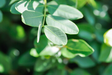 Siberian peashrub, Siberian pea tree or caragana or Caragana arborescens or Fabaceae
