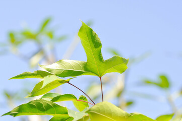Obraz premium maple leaf, maple leaves or green leaf or Acer saccharum Marsh