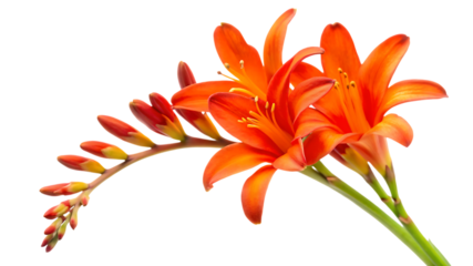 Vibrant orange flowers in full bloom