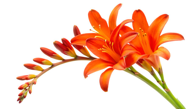Vibrant orange flowers in full bloom