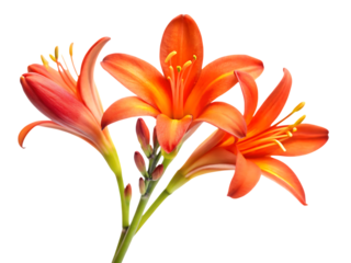 Vibrant orange lilies in full bloom