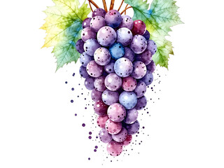 A close up of a bunch of purple grapes