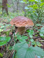 Fototapeta premium mushroom in the forest