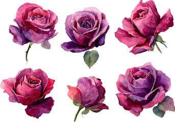 Fototapeta premium set of roses isolated on white background