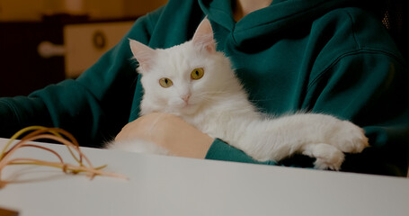 Young pausing work routine, gently petting white fluffy cat while sitting at home office desk, sharing moment of tender connection and workplace comfort