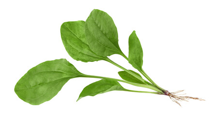 plantain leaves isolated on white background. clipping path © Dmytro