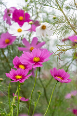 Fototapeta premium 秋空の下で咲くコスモスの花畑