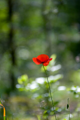 Czerwony mak w pięknym oświetleniu słonecznym na zielonym tle.