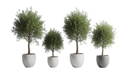 Four potted cypress trees against a dark background in a modern setting