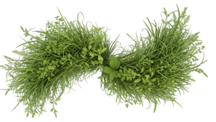 A close up view of a green plant with feathery leaves on a black background