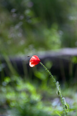 Czerwony mak  latająca pszcz&oacute;łka w pięknym oświetleniu słonecznym na zielonym tle.	
