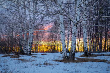 Winter landscape with white birch trees and golden sunset light