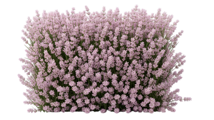 Pink heather flowers in bloom on black background