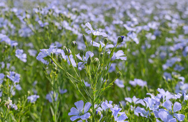 Blooming blue flax field under a summer sky