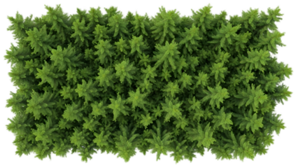 Aerial view of a lush green hedge or shrubbery on a black background