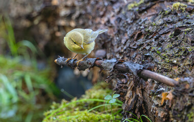 Willow warbler (Phylloscopus trochilus) in spring forest, perched on fallen tree with green grass