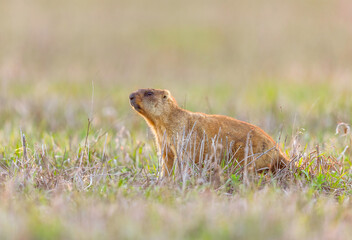 A wild marmot in its natural habitat among spring steppe grass