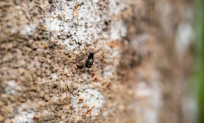 Macro Shot of a Small Black Weevil Camouflaged on Textured Tree Bark
