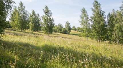 Fototapeta premium Idyllic summer meadow with tall green grass and scattered trees bathed in warm sunlight