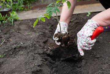Person planting a young tomato seedling in rich soil during a sunny day in a garden