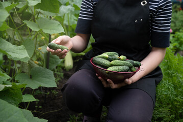 Harvesting fresh cucumbers in a vibrant garden during the summer months