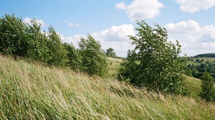 Obraz premium Wind-swept tall grass and green trees on a rolling hillside under a clear blue sky with white clouds, capturing the serene and dynamic beauty of a breezy natural landscape.